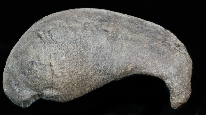 Fossil Whale Ear Bone - Miocene #40311